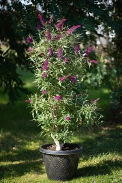 Säulen-Sommerflieder `Butterfly Tower´ Buddleja Davidii `Butterfly Tower´ 7 Säulen-Sommerflieder `Butterfly Tower´ Buddleja Davidii `Butterfly Tower´ -Obstbaumes Geschaft Butterfly Tower Kordes Jungpflanzen2