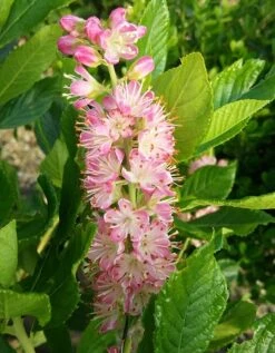 Zimterle - Clethra Clethra Alnifolia -Obstbaumes Geschaft CLethra 1
