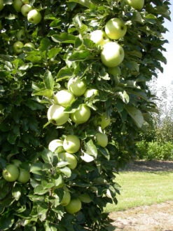 Zwergapfel `Cactus´ Malus Domestica `Cactus´ -Obstbaumes Geschaft Cactus 1