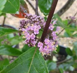 Schönfrucht, Liebesperlenstrauch Callicarpa Bodinieri `Profusion´ -Obstbaumes Geschaft Callicarpa Sch nfrucht Bl te
