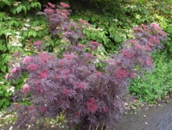 Holunder `Cherry Lace´ Sambucus Nigra `Cherry Lace´ -Obstbaumes Geschaft Cherry LAce3