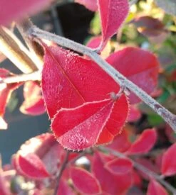 Chinesische Quitte / Holzquitte Pseudocydonia Sinensis 12 Chinesische Quitte / Holzquitte Pseudocydonia Sinensis -Obstbaumes Geschaft Chinesische Quitte Holzquitte Pseudocydonia