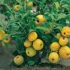 Nordische Zitrone, Zierquitte `Cido´ Chaenomeles Japonica `Cido´ -Obstbaumes Geschaft Cido