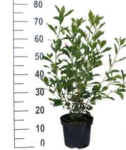 Zimterle - Clethra Clethra Alnifolia -Obstbaumes Geschaft Clethra Ruby Spice