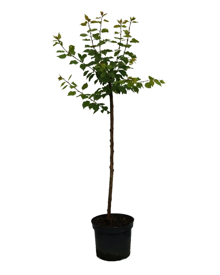 Aprikose `Colorado´ Prunus Armeniaca `Colorado´ 4 Aprikose `Colorado´ Prunus Armeniaca `Colorado´ – Bild 2