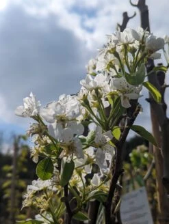 Conference Pyrus Communis `Conference -Obstbaumes Geschaft Conference Bl te