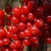 Rolan Ribes Rubrum `Rolan´ 1 Rolan Ribes Rubrum `Rolan´ -Obstbaumes Geschaft DSC01665