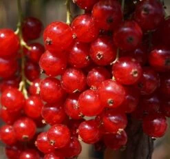 Rolan Ribes Rubrum `Rolan´