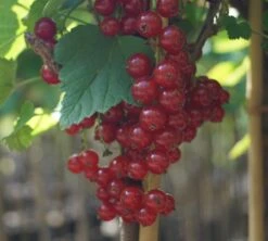 Rolan Ribes Rubrum `Rolan´ -Obstbaumes Geschaft DSC01666