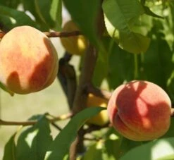 Pfirsich Red Haven Prunus Persica `Red Haven´ -Obstbaumes Geschaft DSC01694