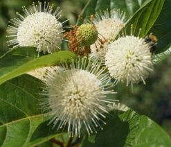 Knopfbusch Cephalanthus Occidentalis -Obstbaumes Geschaft DSC01733