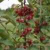 Säulenzierapfel "Red Obelisk" Malus `Red Obelisk´ -Obstbaumes Geschaft DSC01844
