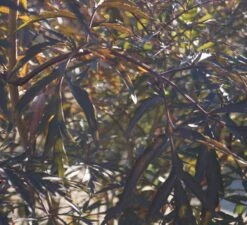 Holunder Black Lace ® Sambucus Nigra `Black Lace´ -Obstbaumes Geschaft DSC01980