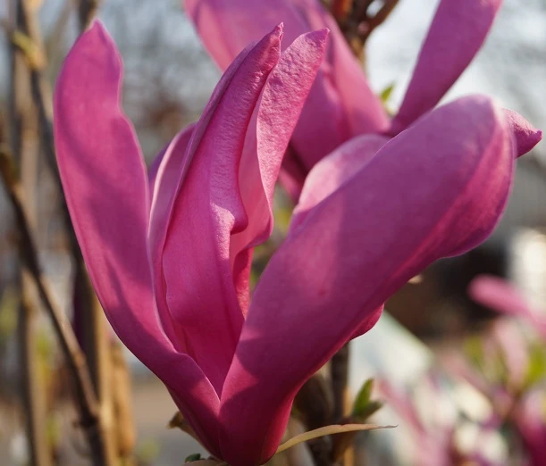 Purpur-Magnolie `Susan´ Magnolia Liliiflora `Susan´ 4 Purpur-Magnolie `Susan´ Magnolia Liliiflora `Susan´ – Bild 2