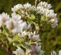 Säulenbirne `Condo´ Pyrus Communis `Condo´ -Obstbaumes Geschaft DSC02068