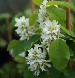 Saskatoon Berry Amelanchier Alnifolia `Saskatoon Berry´ -Obstbaumes Geschaft DSC02071