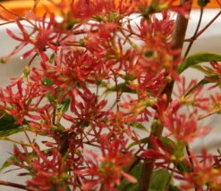 Sieben-Söhne-des-Himmels-Strauch Heptacodium Miconioides -Obstbaumes Geschaft DSC02842