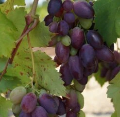 Obstbaumes Geschaft -Obstbaumes Geschaft Datteltraube original1