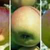Drei-Sorten-Apfelbaum (Gravensteiner, Goldparmäne, Kaiser Wilhelm) Malus Domestica -Obstbaumes Geschaft Drei Sorten Apfel Gravensteiner Goldparm ne Kaiser Wilhelm