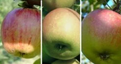 Bestseller 15 Drei-Sorten-Apfelbaum (Gravensteiner, Goldparmäne, Kaiser Wilhelm) Malus Domestica