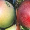 Duo-Apfelbaum `James Grieve´ & `Roter Boskoop´ Malus Domestica 2 Duo-Apfelbaum `James Grieve´ & `Roter Boskoop´ Malus Domestica -Obstbaumes Geschaft Duo James GRieve und Roter Boskoop