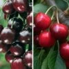 Duo-Kirschbaum `Sunburst´ & `Kordia´ 150-175cm Prunus Avium -Obstbaumes Geschaft Duo Kirsche SUnburst burlat 1