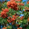 Essbare Eberesche `Rosina´ Sorbus Aucuparia -Obstbaumes Geschaft Eberesche Sorbus
