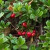 Echte Bärentraube Arctostaphylos Uva-ursi -Obstbaumes Geschaft Echte B rentraube1