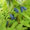Sibirische Blaubeere `Eisbär´ Lonicera Kamtschatica `Eisbär´ -Obstbaumes Geschaft Eisb r Kordes Jungpflanzen