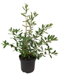 Sibirische Blaubeere `Eisbär´ Lonicera Kamtschatica `Eisbär´ 7 Sibirische Blaubeere `Eisbär´ Lonicera Kamtschatica `Eisbär´ -Obstbaumes Geschaft Eisb r weiss