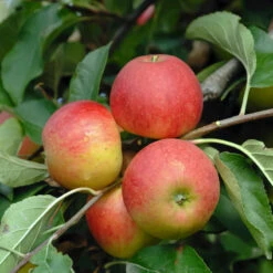 Elstar ® Malus Domestica 10 Elstar ® Malus Domestica -Obstbaumes Geschaft Elstar