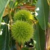 Duo-Esskastanie, Belle Epine & Bouche De Betizac Castanea Sativa