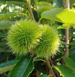 Bestseller -Obstbaumes Geschaft Esskastanie 2