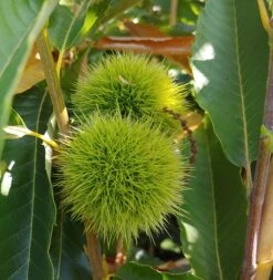 Bestseller 11 Duo-Esskastanie, Belle Epine & Bouche De Betizac Castanea Sativa