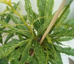 Esskastanie `Asplenifolia´ Castanea Sativa `Asplenifolia´ -Obstbaumes Geschaft Esskastanie Asplenifolia1