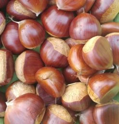 Duo-Esskastanie, Belle Epine & Bouche De Betizac Castanea Sativa -Obstbaumes Geschaft Esskastanie Belle EpineGmNJQelgJyOMr