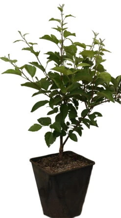 Zierapfel `Evereste´ Malus -Obstbaumes Geschaft Evereste