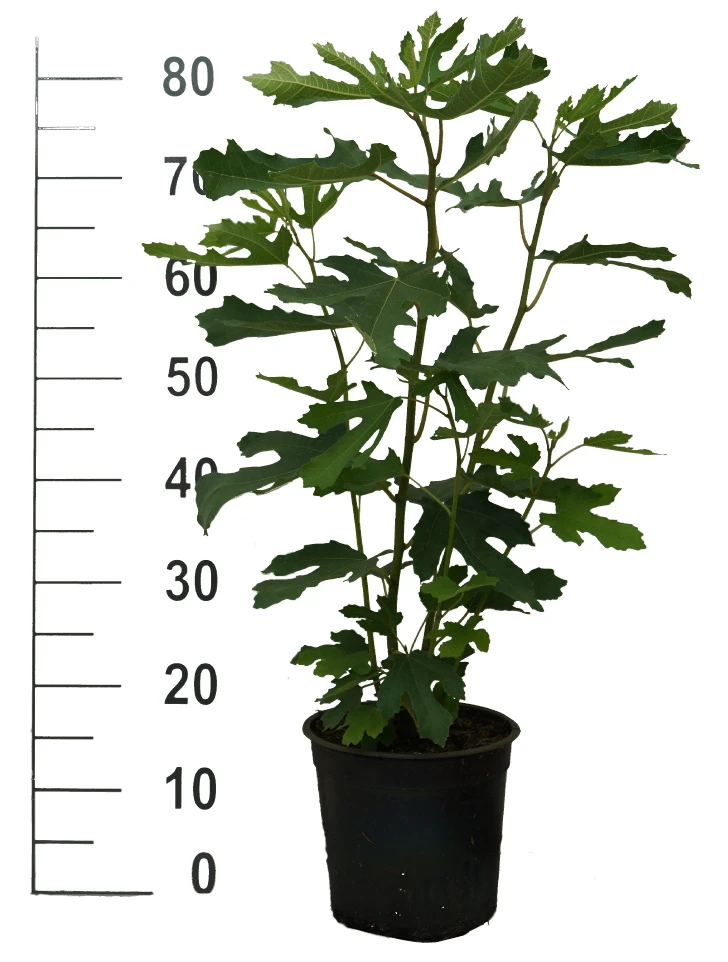 Zwerg-Feige `Little Miss Figgy®´ Ficus Carica `Little Miss Figgy´ 4 Zwerg-Feige `Little Miss Figgy®´ Ficus Carica `Little Miss Figgy´ – Bild 2