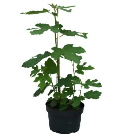 Feige `Gustissimo ® Perretta ®´ Ficus Carica `Perretta®´ -Obstbaumes Geschaft Feige Perretta