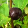 Feige `Terza´ Ficus Carica `Terza´ -Obstbaumes Geschaft Feige Terza