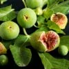 Feige `Ficcolino® Gustis®´ Ficus Carica