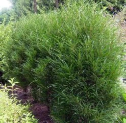 Farnblättriger Säulen-Faulbaum `Fine Line´ Rhamnus Frangula `Fine Line´ -Obstbaumes Geschaft Fine LIne Kordes Jungpflanzen