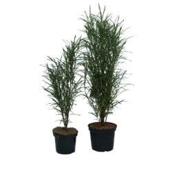 Farnblättriger Säulen-Faulbaum `Fine Line´ Rhamnus Frangula `Fine Line´ -Obstbaumes Geschaft Fine Line Faulbaum 2