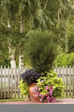 Farnblättriger Säulen-Faulbaum `Fine Line´ Rhamnus Frangula `Fine Line´ -Obstbaumes Geschaft Fine Line Kordes Jungpflanzen1