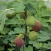 Feige `Firoma´® Ficus Carica `Firoma´ -Obstbaumes Geschaft Firoma Kordes Jungpflanzen