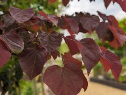 Judasbaum `Forest Pansy´ Cercis Canadensis -Obstbaumes Geschaft Forest Pansy1