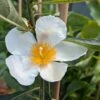 Franklinia Alatamaha "Franklinie / Franklinbaum" Franklinia Alatamaha 1 Franklinia Alatamaha "Franklinie / Franklinbaum" Franklinia Alatamaha -Obstbaumes Geschaft Franklina Bl te