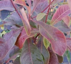 Franklinia Alatamaha "Franklinie / Franklinbaum" Franklinia Alatamaha -Obstbaumes Geschaft Frankliniha