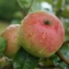 Säulenapfel `Frenic´ Malus Domestica -Obstbaumes Geschaft Frenic