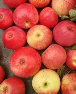 Bestseller -Obstbaumes Geschaft Frenic5b7ace80344fd